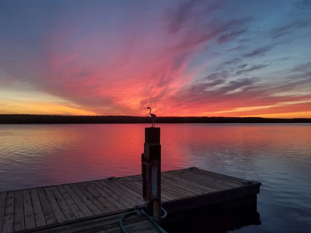 Heron at sunset on the waterfront at Shady River Marina near Atlantic City NJ